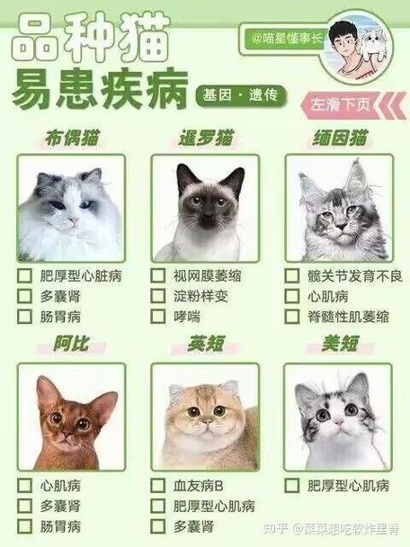 狸花猫有几个品种