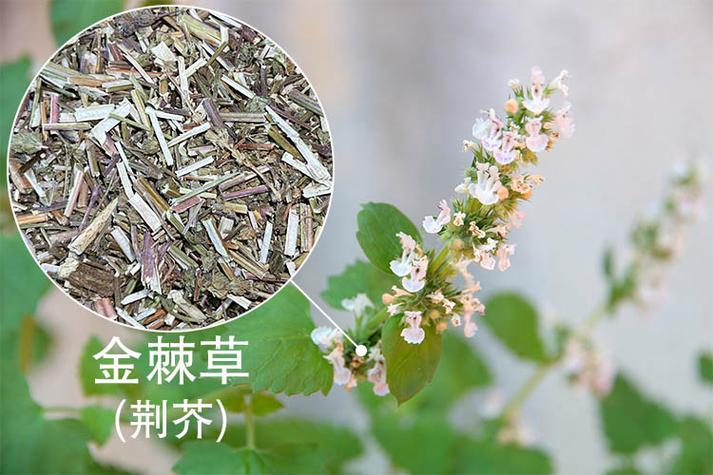 金棘草是什么样子图片