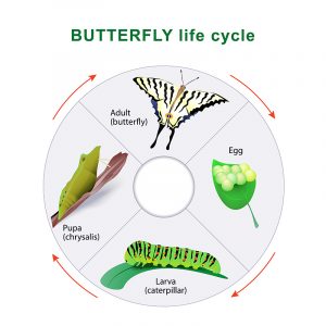 Butter-Fly图标