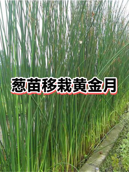 葱苗移栽的正确步骤游戏截图