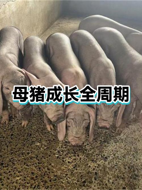 母猪养殖计划又叫母猪养成计划