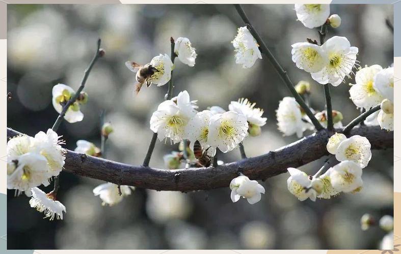 白色梅花的真实图片