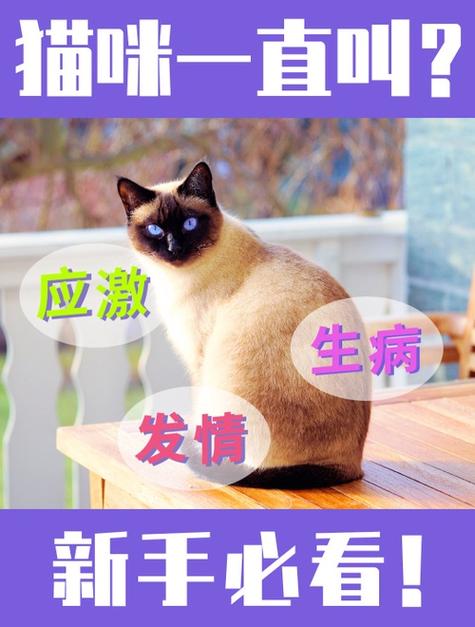 猫咪一直叫个不停是什么原因缩略图