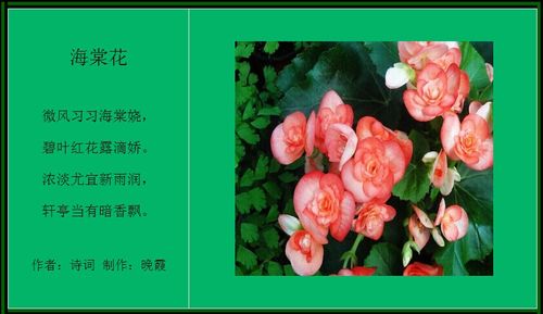 赞花诗