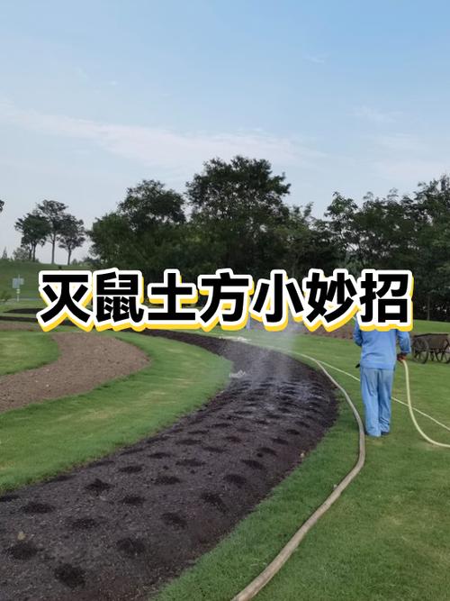 治老鼠最有效的方法截图