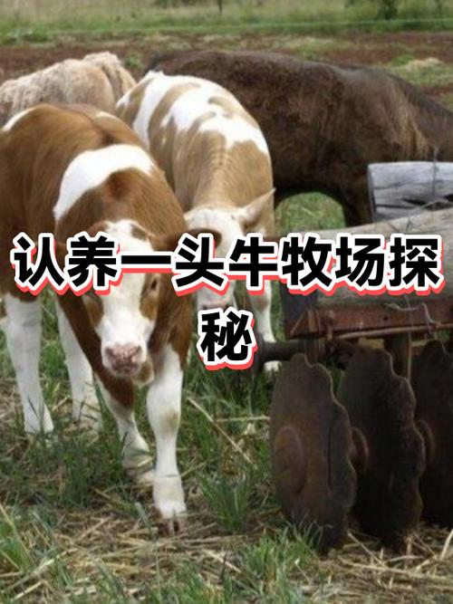 认养一头牛怎么激活