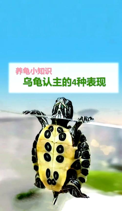 乌龟丢了预示什么感情缩略图
