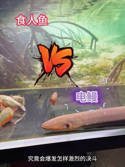 食人鱼VS电鳗