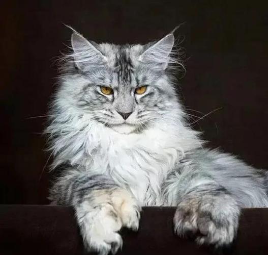 十大最霸气的猫