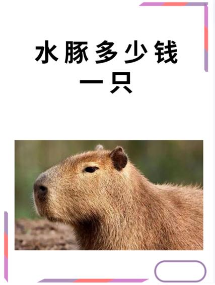 水豚打一准确生肖最佳