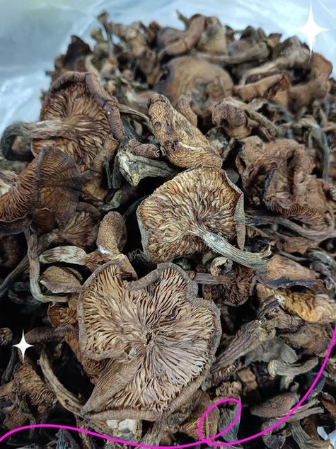 榛蘑是什么蘑菇