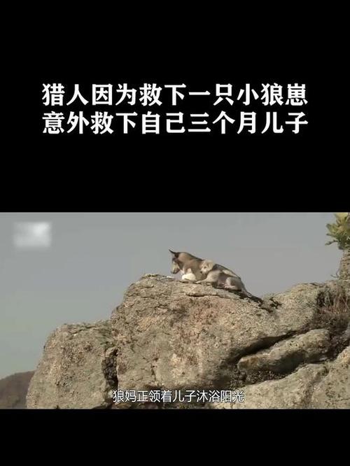 救了一只小狼崽长大图标