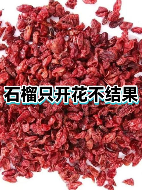 石榴不开花结果是什么原因