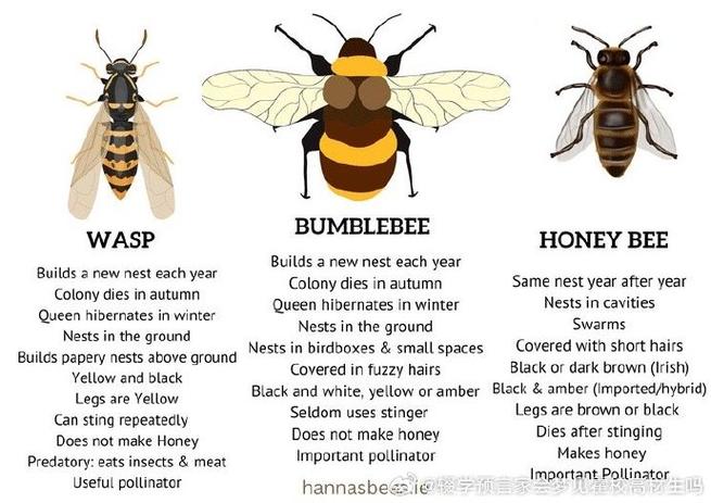 bumble的意思