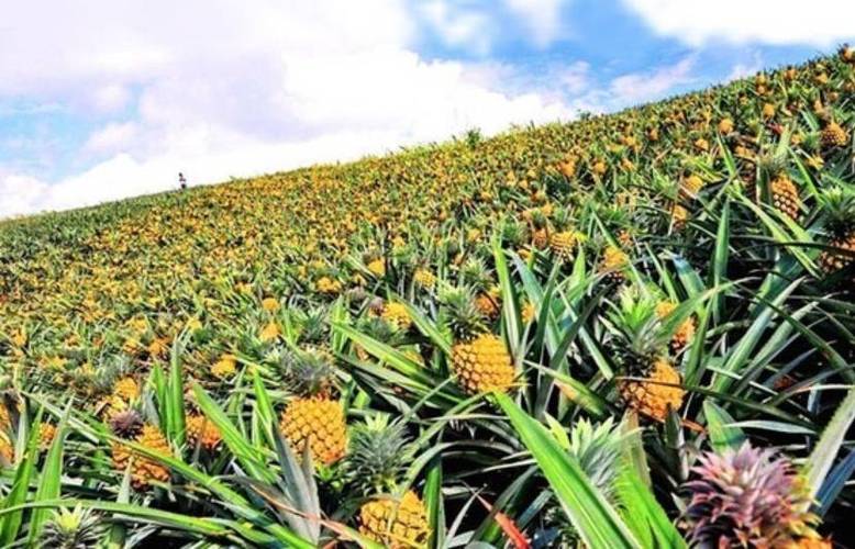 菠萝蘸什么最甜