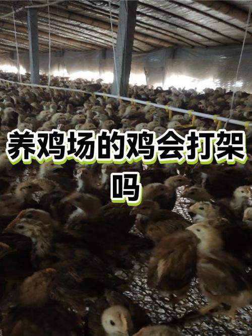 母鸡打架怎么办处理方法