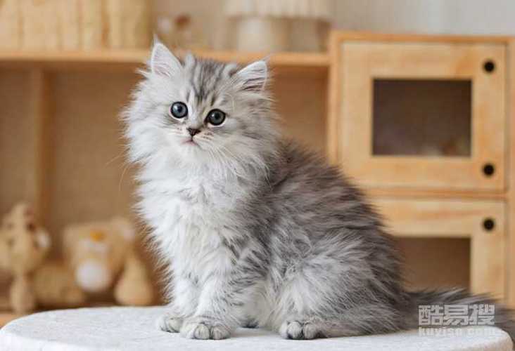 金吉拉和金渐层配的猫