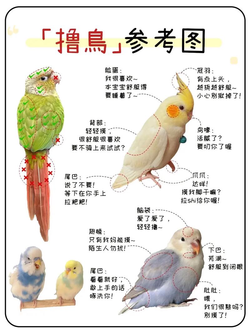酷霸王之国鸟怎么抓