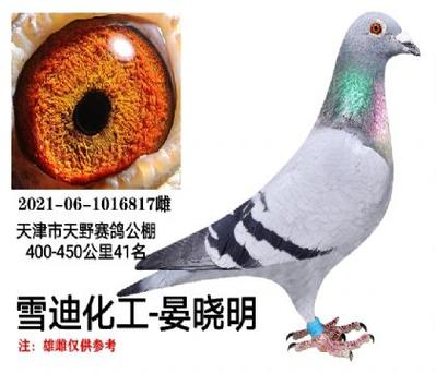 雪迪化工种鸽欣赏截图