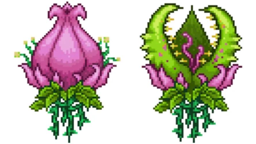世纪之花花苞农场