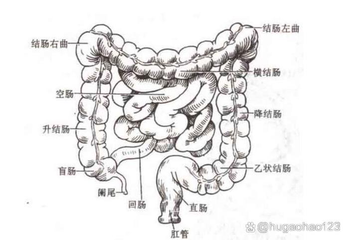 小肠的长度和什么有关