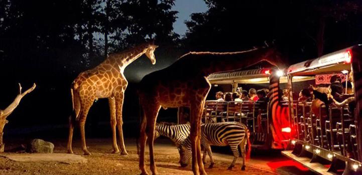 动物园为什么叫safari