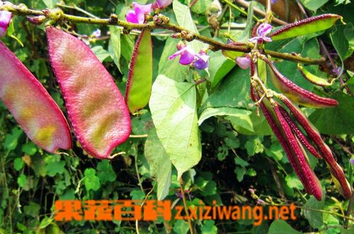 扁豆相克的食物