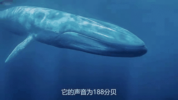 各种声音素材mp3