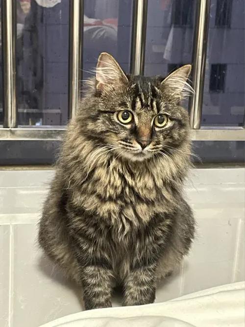 纹路像美短的狸花猫