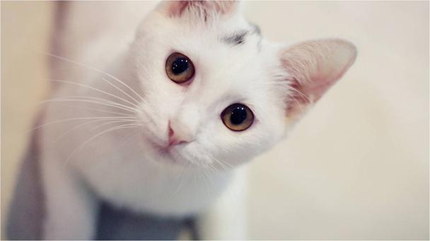 激萌猫咪桌面秀