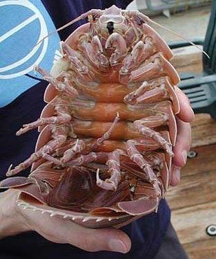 潮虫和深海巨虱