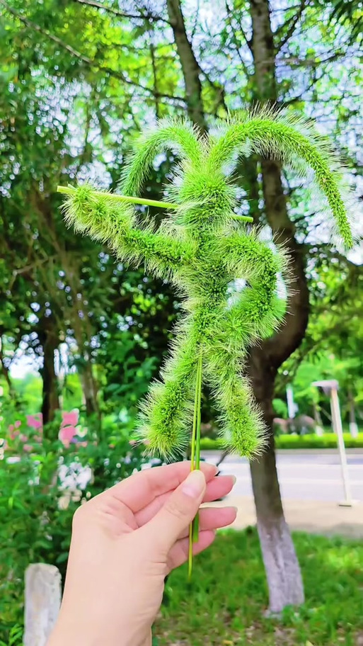 狗尾巴草挠脚心