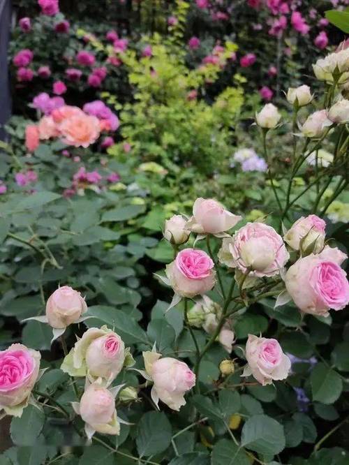 老奶奶2绿色钥匙菜单最新版本更新内