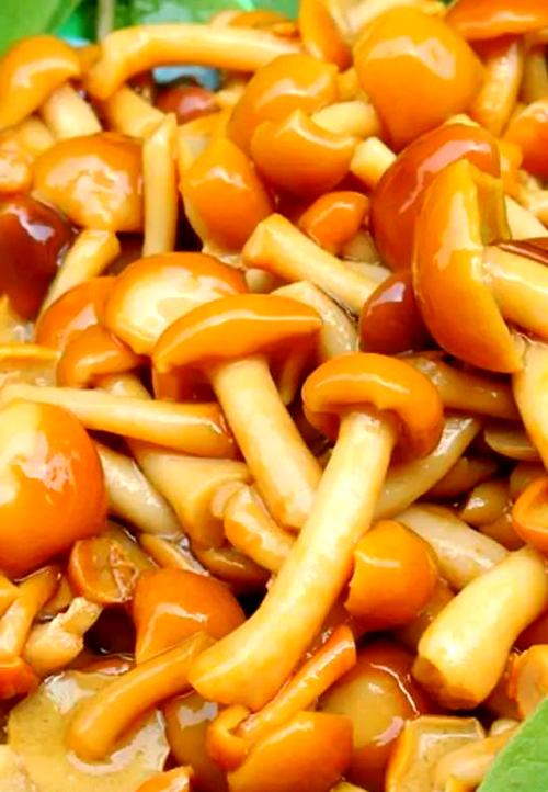 滑子菇