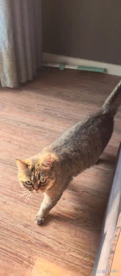 猫认一个人还是一家人