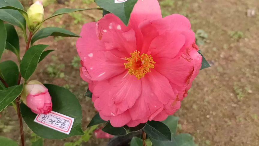 四季茶花夏风热浪截图