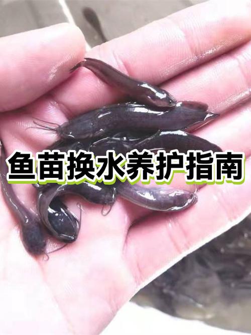 网上买的鱼苗能养活吗