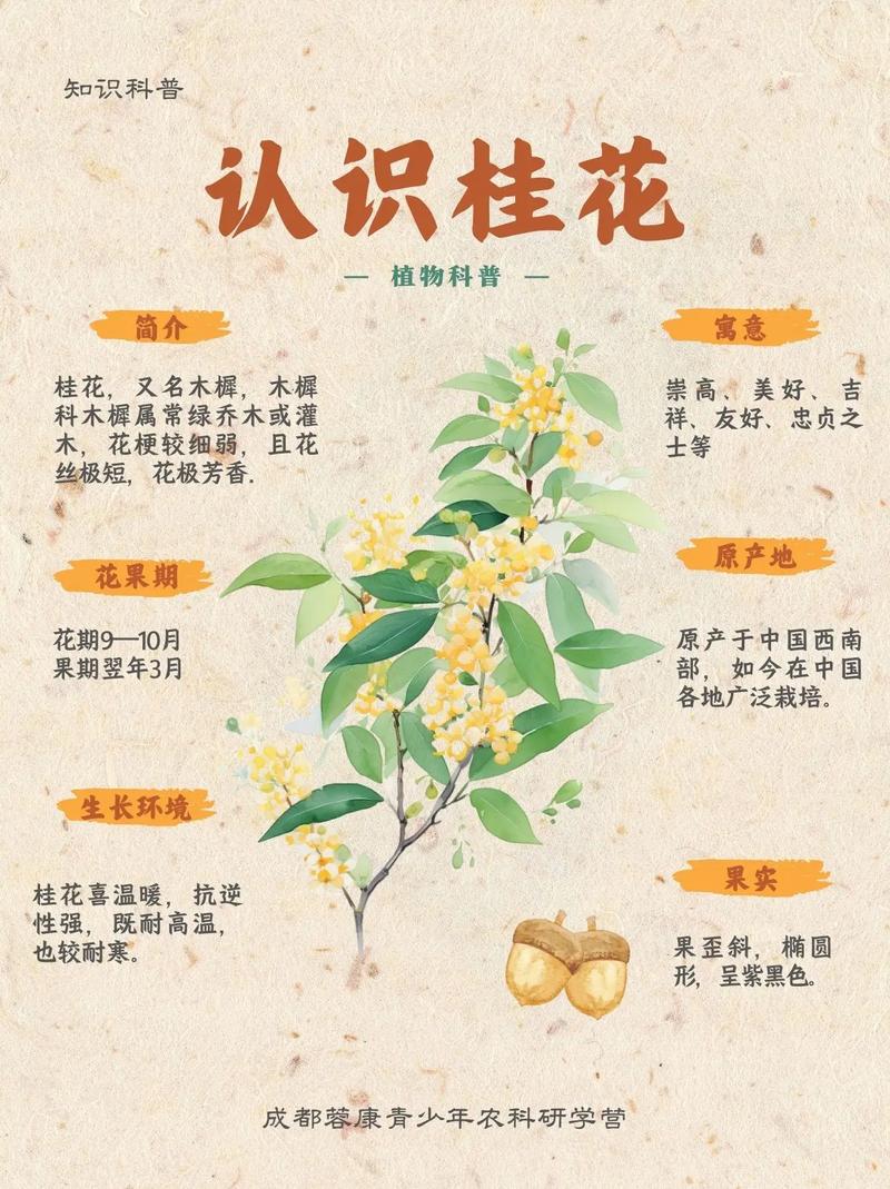 桂花几月份扦插最好