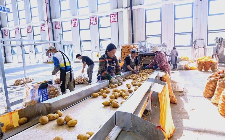 小土豆贸易有限公司