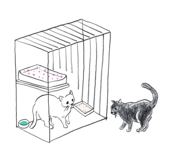 怎样把猫赶走别再来