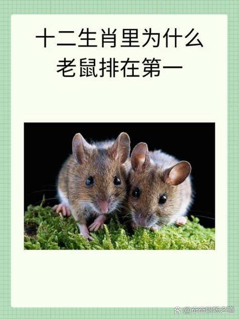 12生肖谁是老大第一名