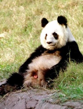 大熊猫几年繁殖一次图标