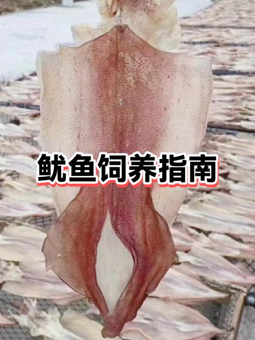 装鱿鱼暗示啥意思缩略图