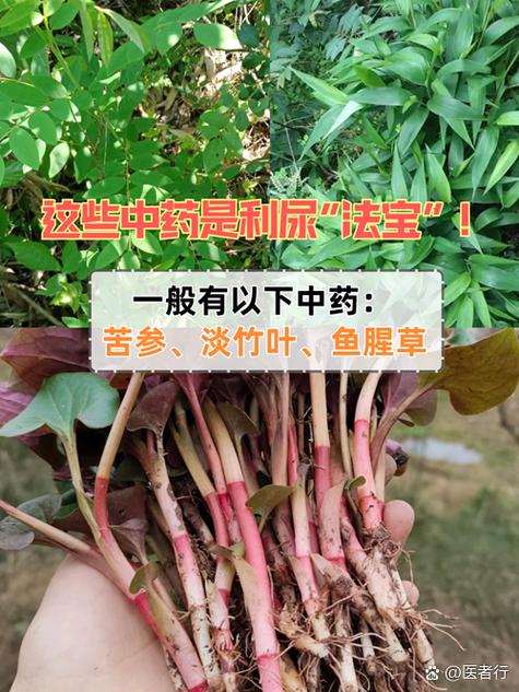 淡竹叶和灯心草的功效