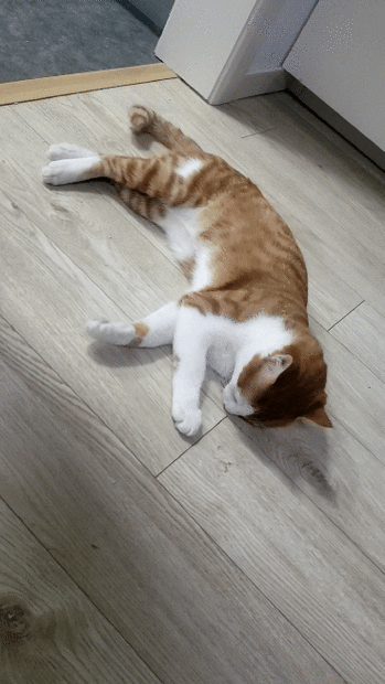 猫一直翻身打滚