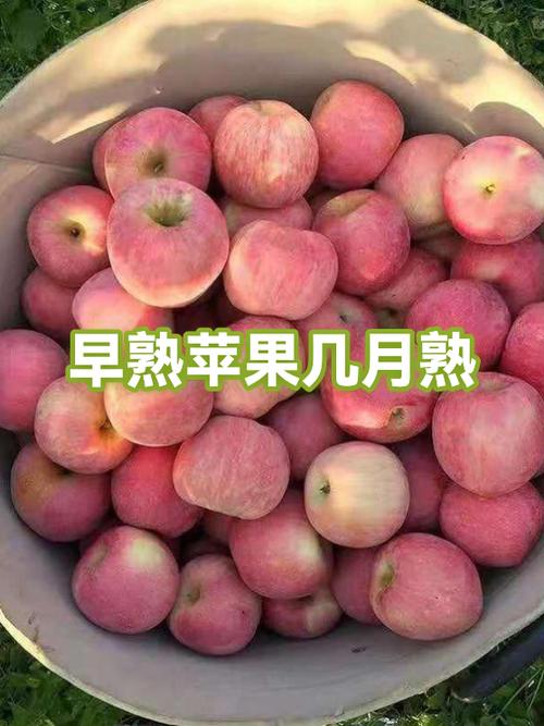 早熟苹果品种有哪些