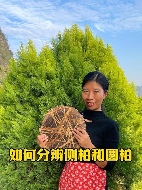 侧柏叶柏树叶的区别