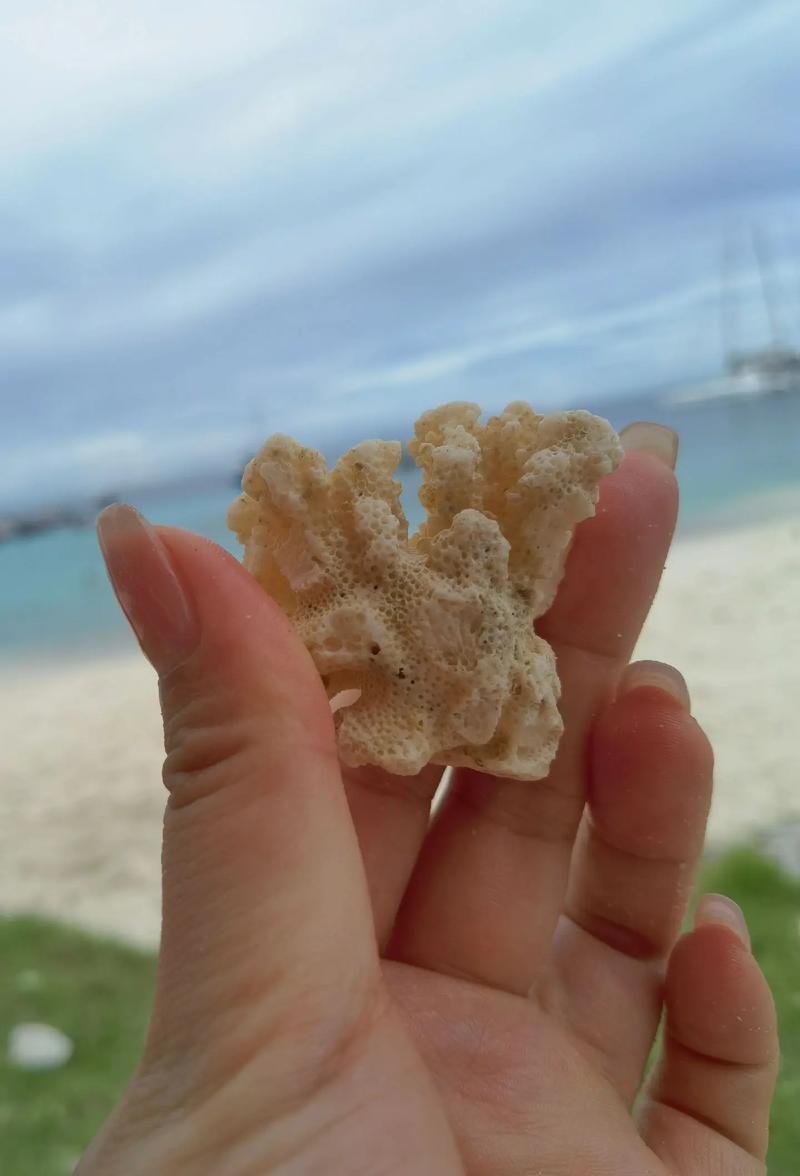 在海边捡到珊瑚犯法吗
