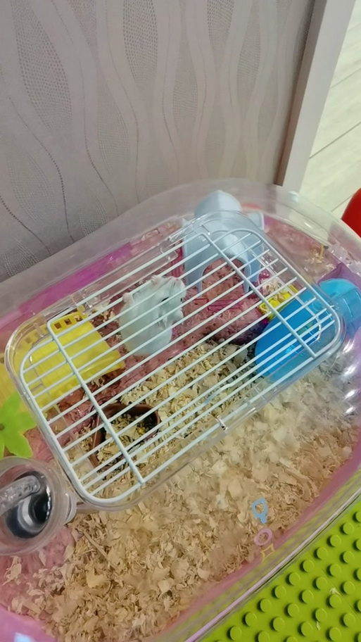 仓鼠一直刨笼子角落截图