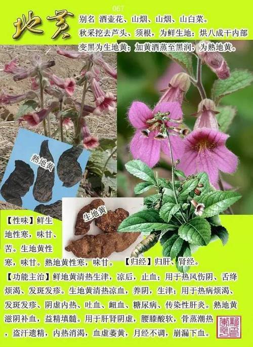 常用500种中草药图片大全